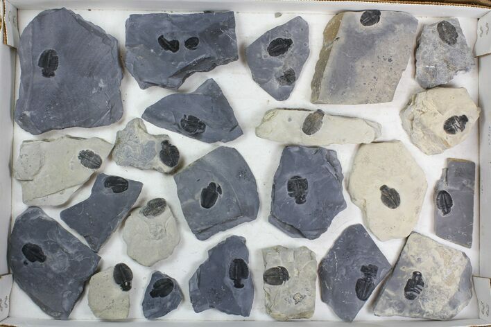 Lot: Elrathia Trilobite Molt Fossils In Rock - Pieces #138123